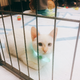 Image for article titled We Went To The Puppy Bowl And Brought Back Pictures Of Very Good Doggies And Cats